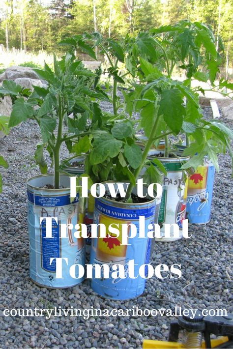 Growing Tomatoes From Tomato Slices, How To Transplant Strawberries, Transplant Strawberry Plants, When To Transplant Tomato Seedlings, Pruning Tomato Plants, Indoor Gardening Supplies, Growing Tomatoes Indoors, Tips For Growing Tomatoes, Diy Container Gardening