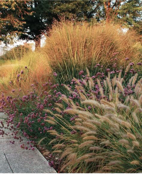 Tall Verbena, Tall Grass Landscaping, Tall Perennials, Molinia Caerulea, Little Bluestem, Ornamental Grass Landscape, Pennisetum Alopecuroides, Panicum Virgatum, Tall Ornamental Grasses