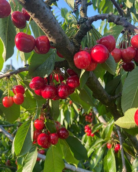 Cherry Fruit Tree, Cherry Farm, Roman Fort, Cherry Picking, Cherry Fruit, Garden Inspo, Farm Garden, Fruit Tree, Fruit Garden