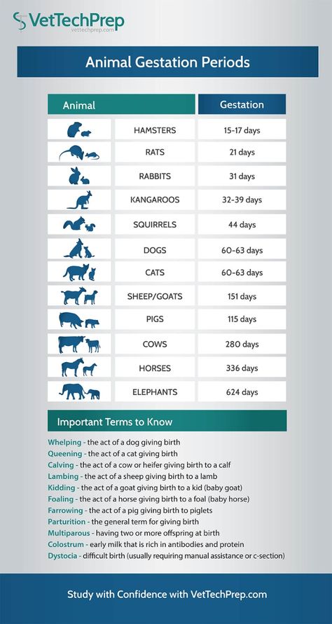 Vet Tech Infographic: Animal Gestation Periods Vet Tech Prep, Vet Tech Notes, Tech Infographic, Vet Study, Vet Science, Veterinarian Technician, Veterinary Nursing, Vet Tech School, Vet Nursing