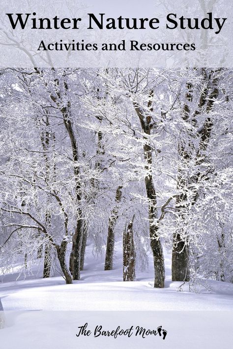 Winter Nature Study, Winter Forest School Activities, Winter Forest School, Winter Nature Activities, Winter In The Woods, Tree Activities, Winter Homeschool, Nature Lessons, Nature Club