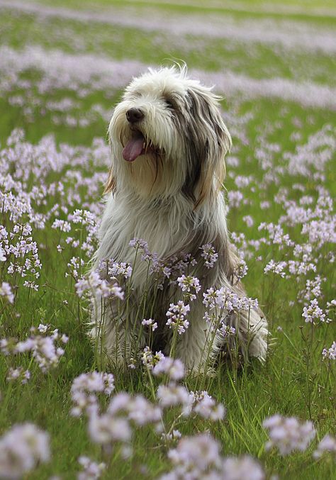 bearded collie makes the list of the best medium dogs 😊 of course Best Medium Sized Dogs, Bearded Collie Puppies, Medium Sized Dogs Breeds, Shaggy Dog, Dog Breeds Medium, Tibetan Terrier, Collie Puppies, Bearded Collie, Athletic Build