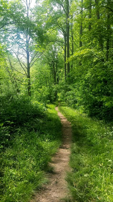 Background Images Landscape, Natures Path, Forest Trail, Dslr Background, Forest Path, Dslr Background Images, Beautiful Places Nature, Nature Aesthetic, Pretty Places