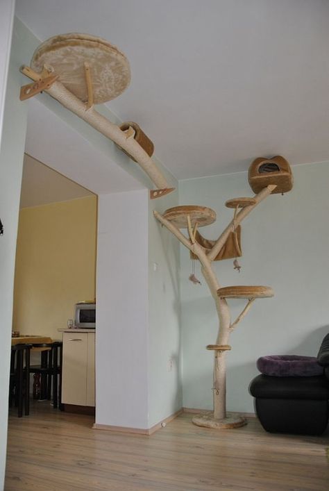 Katt Diy, Cat Climbing Wall, Cat Furniture Design, Katt Grejer, Kat Diy, Chat Diy, Cat Patio, Cat Wall Shelves, Cat Tree House