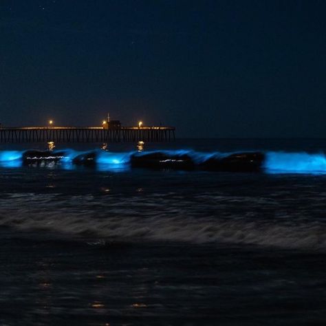 Glowing Algae, Bioluminescence Beach, Night Owls, Night Owl, Daytona Beach, Newport Beach, Travel Couple, 2024 Vision, Marina Bay Sands