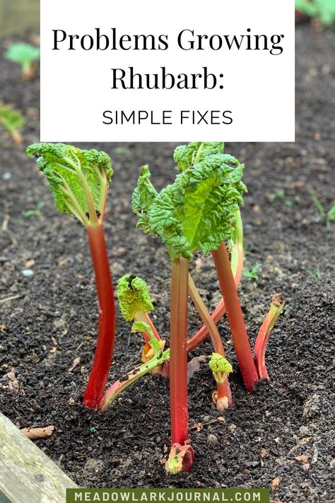 problems growing rhubarb When To Harvest Rhubarb, Grow Rhubarb, Rhubarb Plant, Growing Rhubarb, Green House Ideas, Rhubarb Plants, Cozy Balcony, Spacious Backyard, West Facing Garden