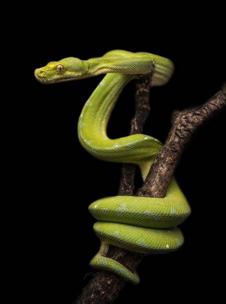 253,313 Snakes Stock Photos, Pictures & Royalty-Free Images - iStock Green Tree Tattoo, Simple Tree Tattoo, Tree Of Life Artwork, Snake Photos, Burmese Python, Tattoo Tree, Cute Reptiles, Snake Art, Beautiful Snakes