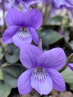 Sweet Violets Flower, Violet Flower Photography, Pictures Of Violets, Violet Plants, Violets Flower, Violet Photography, Violets Flowers, Fingerprint Tattoos, Botanical Tattoos