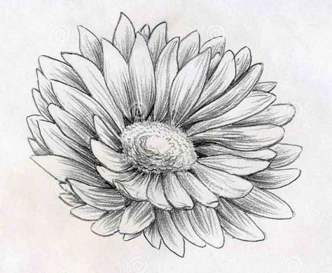 Flower Drawings on Pinterest | Drawings, How To Draw Flowers and ... Pencil Drawing Images Flowers, Drawing Daisy, Flower Drawing Tumblr, Daisy Flower Drawing, Flower Sketch Pencil, Daisy Drawing, Plants Drawings, Hipster Drawings, Roses Plants