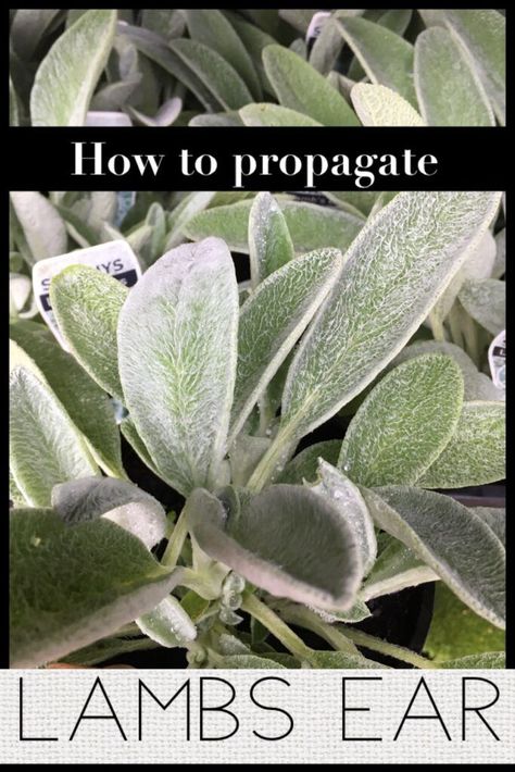 Propagate Lamb's Ear (Stachys Byzantina) - Lambs Ear Landscaping Ideas, Lambs Ear Plant, Stachys Byzantina, Ear Seeds, Perennial Ground Cover, Propagate Plants, Patina Farm, Lamb's Ear, Overwintering