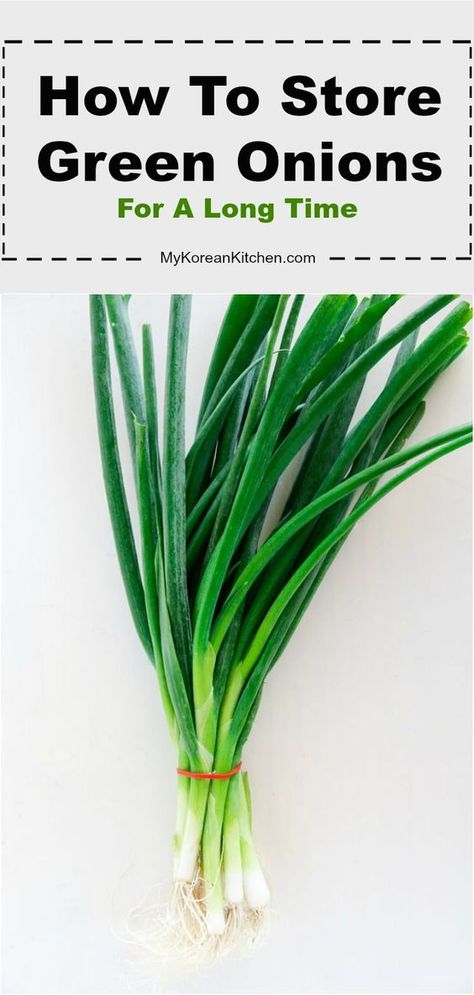 How To Save Green Onions, How To Preserve Scallions, Preserving Scallions, Green Onion Storage How To Store, Uses For Green Onions, Best Way To Store Green Onions, Preserve Green Onions, Storing Green Onions In Fridge, How To Preserve Green Onions