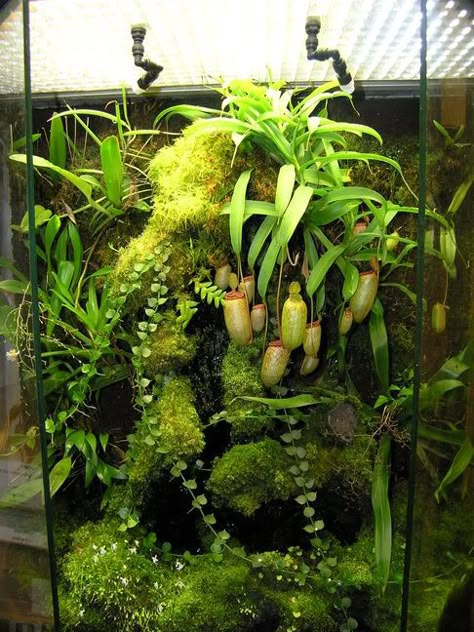 Jardín Vertical Pitcher Plant Terrarium, Vertical Terrarium, Frog Vivarium, Carnivorous Plants Terrarium, Bioactive Vivarium, Tropical Terrariums, Vivarium Ideas, Orchid Terrarium, Frog Terrarium