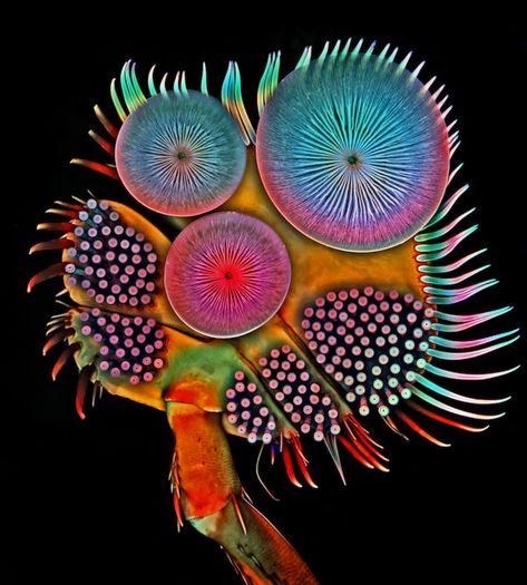 20 of the Most Beautiful Microscopic Photos in the World | PetaPixel Microscope Pictures, Macro Fotografie, Macro Fotografia, Nikon Small World, Foto Macro, Microscopic Photography, Micro Photography, Photo Macro, Cnidaria