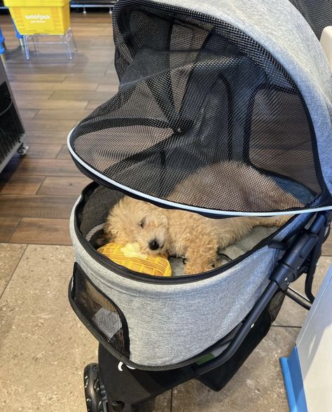 Pet Stroller Dogs, Dog Stroller Aesthetic, Diy Pet Stroller, Puppy Stroller, Poodle Teddy Bear Cut, Dog Room Decor, Small Dog Accessories, Cat Stroller, Bully Breeds Dogs