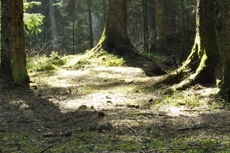 What Forest Floor Playgrounds Teach Us About Kids and Germs | WIRED Forest Floor Photography, Bones In Forest, Forest Hunter, Forest Ground, Forest Floor Mushrooms, Urban Drawing, Forest Clearing Photography, Mushrooms On Forest Floor, Meditation Video