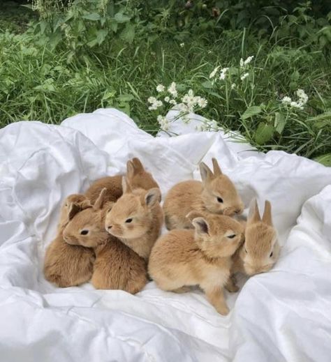 Baby Rabbits, Cute Bunny Pictures, Hygge Lifestyle, Hapkido, Bunny Pictures, Pet Bunny, Pretty Animals, Fluffy Animals