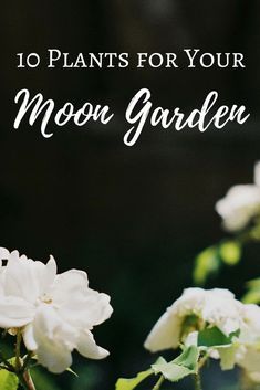 Witchy Garden, Night Blooming Flowers, Goth Garden, Witch Garden, Meteor Garden 2018, Moon Garden, Night Garden, Flower Landscape, Magical Garden