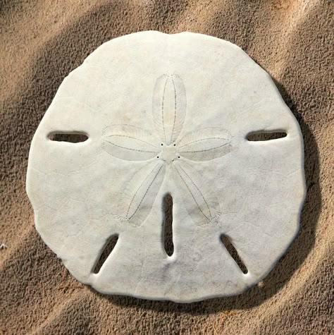 Sand Dollar Tattoo, Sand Dollar Art, Dollar Art, Beach Shells, Sea Urchins, Sand Dollars, Sea Shore, Sand Dollar, Ocean Life