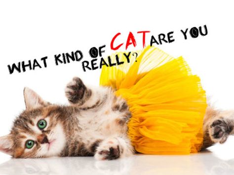 What Kind Of Cat Are You Really? Girl Quizzes, Cat Info, Kinds Of Cats, Cat Humor, Animal Humor, Fun Quiz, Funny Pets, Personality Quizzes, Here Kitty Kitty