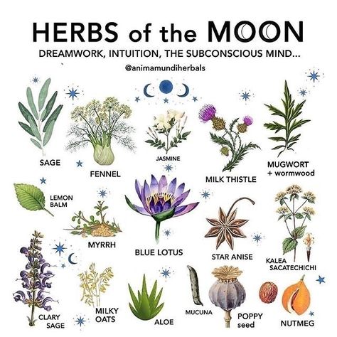 Moon Herb Correspondences 🌷🌿 [via Pintrest] [@animamundiherbals] Magickal Herbs, Witch Herbs, Green Witchcraft, Cottage Witch, Magia Das Ervas, Witch Garden, Magic Herbs, Wiccan Witch, Magical Herbs