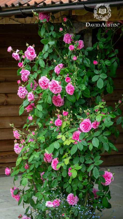 Transforming an ordinary pillar into a fragrant masterpiece is easy - simply cover it with a climbing or small rambling rose! Pillars provide ideal support for roses to climb and flourish, turning your simple structure into a stunning floral focal point. Rose Support Ideas, Best Climbing Roses, Rambling Roses, Gertrude Jekyll, Rambling Rose, Flower Garden Ideas, Climbing Rose, Garden Arches, Porch And Balcony