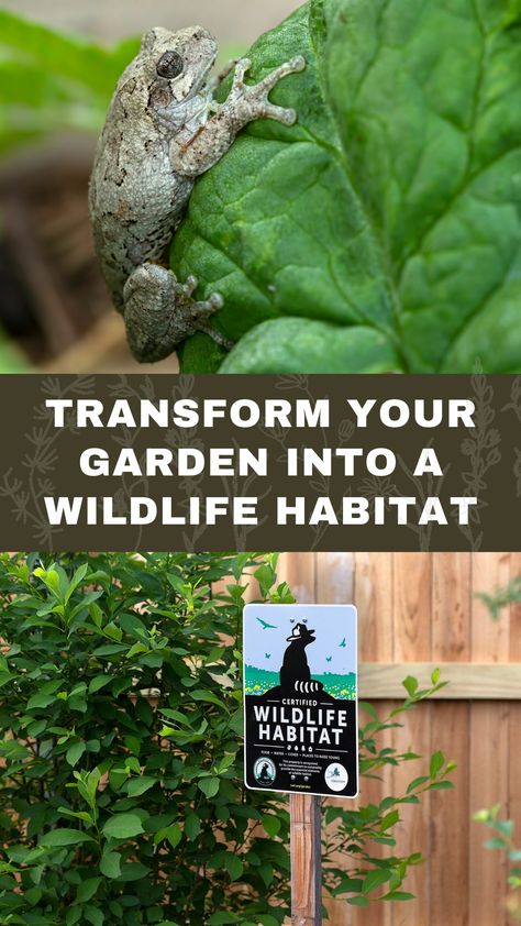 A tree frog and a wildlife habitat sign Outdoor Lizard Habitat, Backyard Habitat Ideas, Biodiversity Yard, Wildlife Friendly Backyard, Biodiverse Backyard, Wildlife Habitat Garden, Attract Wildlife To Garden, Backyard Wildlife Habitat, Certified Wildlife Habitat Yards