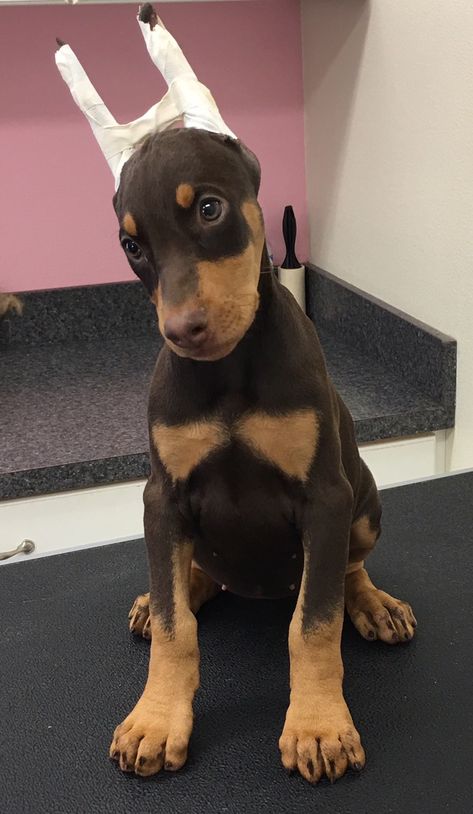 Doberman Pinscher Aesthetic, Aesthetic Doberman, Brown Doberman, Puppy Doberman, European Doberman, Finney Blake, Doberman Puppies, Doberman Pinscher Puppy, Cute Dog Breeds