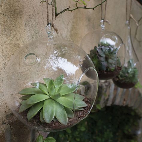 Found it at Wayfair - Round Terrarium Small Succulents, Glass Terrarium, Diy Decorating, Hanging Planter, Hanging Planters, Air Plants, Terrarium, Plants, Glass