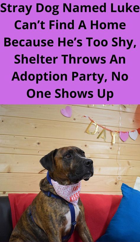 Stray Dog Named Luke ​​Can’t Find A Home Because He’s Too Shy, Shelter Throws An Adoption Party, No One Shows Up Cute Dogs And Puppies Wallpaper, Dogs And Puppies Wallpaper, Cute Dogs Name, Shelter Dogs Adoption, Puppies Wallpaper, Pakistani Boys, Gifs Cute, Cute Names For Dogs, Dogs Photos