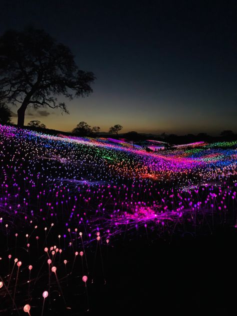 Field Of Lights, Night Park, Garden Of Lights, Glowing Flowers, Hawaiian Decor, Wedding Stage Design, Scenery Pictures, Backyard Lighting, Kyushu