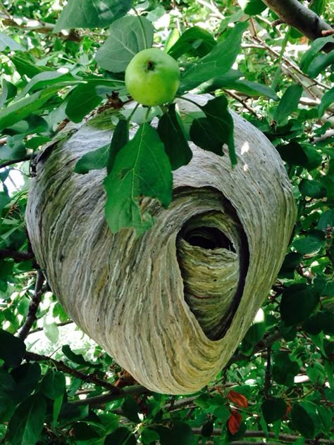 30 Scary Wasp and Wasp Nest Images! - Gallery Animal Architecture, Nest Images, Bee Nest, Hornets Nest, Wasp Nest, Bug Hotel, Nature Projects, Bees And Wasps, Natural Structures