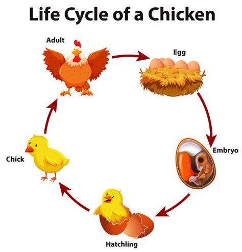 Bird Life Cycle, Toddler Homeschool Activities, Homeschool Toddler, Kindergarten Montessori, Preschool Busy Book, Chicken Life Cycle, Montessori Curriculum, Life Circle, Animal Life Cycles