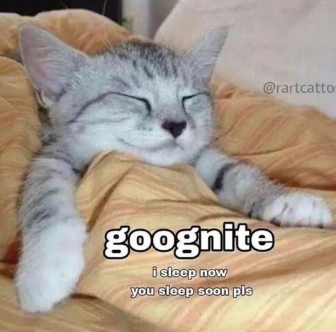 I Sleep Reaction Pic, Sleepy Reaction Pic, Sleep Reaction Pic, Cats And Dogs Movie, Cat Sleeping Funny, Cat Good Night, Eepy Cat, Cats Are Liquid, Sleep Memes