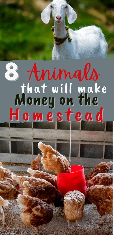 How To Profit From Homesteading, Animals For Homesteading, Making Money From Homestead, How To Start A Farm With No Money, How To Start A Farm, How To Start A Homestead, Starting A Homestead, How To Homestead, Profitable Homestead