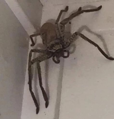 Laree Clarke took to social media Monday to plead others for help getting rid of the giant huntsman spider in the corner of her Queensland home. Giant Huntsman Spider, Arthur Lester, Scary Spiders, Cute Spiders, Huntsman Spider, Spider Species, Bug Images, Oh Nooo, Spiders Scary