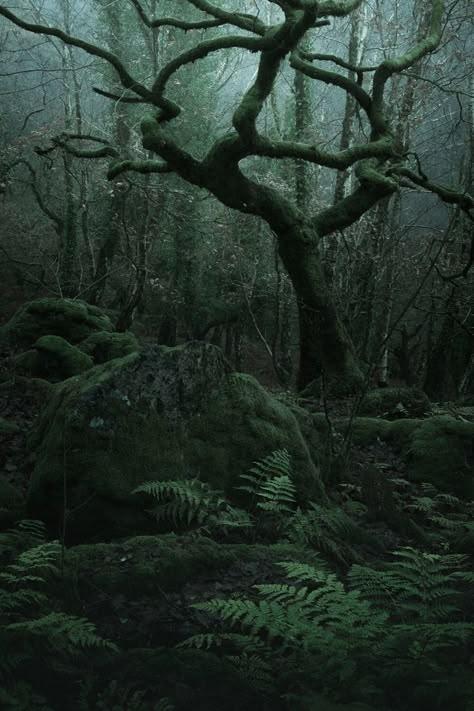 Dnd Landscape, Ethereal Forest, Dark Forests, Mossy Tree, Dark Naturalism, Dark Forest Aesthetic, Dartmoor National Park, Forest Aesthetic, Dark Green Aesthetic