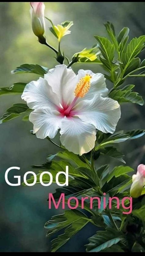 Sweet Good Morning Images, Good Morning Posters, Happy Good Morning Images, Good Morning Greeting Cards, Good Morning Flowers Rose, Sunshine Quotes, Messages Quotes, Good Morning Nature, Good Night Flowers