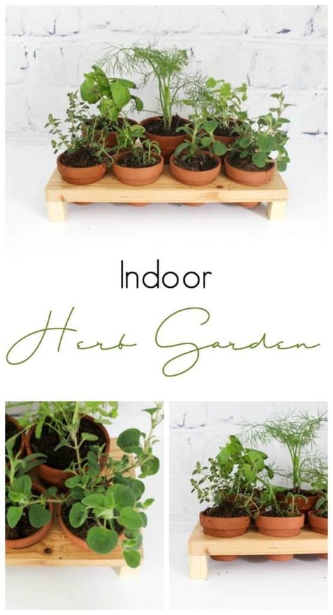 Countertop Herb Garden, Indoor Herb Garden Diy, Growing Food Indoors, Diy Herb Garden, Modern Planter, Indoor Herb, Terra Cotta Pots, Build Plans, Blogger Home