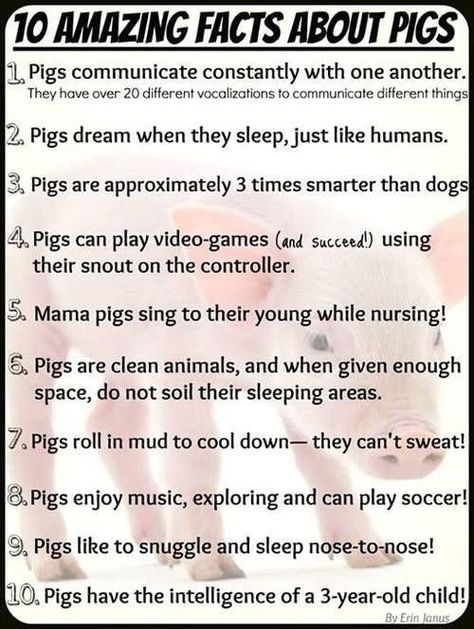 Facts About Pigs Mini Pig Care, Pig Facts, Show Pigs, Pig Showing, Raising Pigs, Pet Pig, Pig Care, Micro Pigs, Teacup Pigs