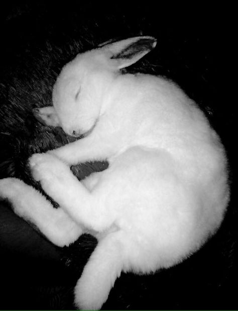 Rabbit Lying Down Drawing, Bunny Curled Up, Bunny Lying Down, Rabbit Lying Down, Bunny Reference Photos, Bunny Laying Down, Rabbit Reference Photo, Rabbit Laying Down, Sleeping Bunny Drawing