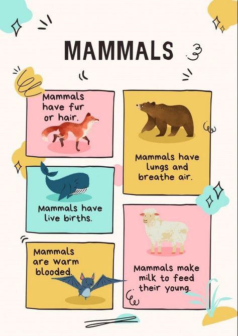 Educational Posters: Fueling Imagination in Curious Minds Zoology For Kindergarten, Mammals For Preschool, Mammals Preschool Activities, Animal Classification Project, Animal Classification For Kids, Animals Classification, Animal Classification Activity, Kindergarten Science Projects, Classification Of Animals