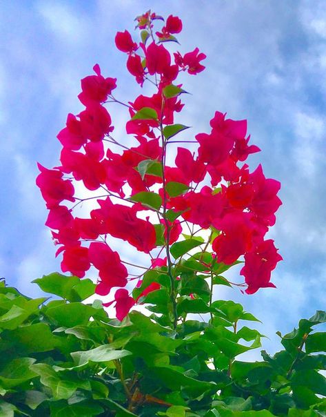 Arsenal Photo, Pretty Flowers Photography, Good Evening Greetings, Evening Greetings, Flowers Images, Flowers Gif, Ganesha Art, Beautiful Trees, Beautiful Rose Flowers