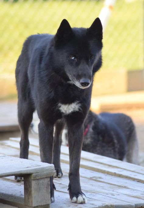 Mostly black siberian husky working line Black Siberian Husky, Siberian Laika, Black Husky, Fear Of The Dark, Wolf Dog, Siberian Husky, Wolves, Dogs And Puppies, The Darkest