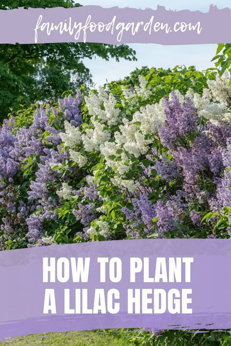 Flowering Privacy Bushes, Planting A Hedge, Lilac Bushes Landscaping, Lilac Hedge Front Yards, Lilac Trees Landscaping, Landscaping With Lilacs, Lilac Landscaping Ideas, Growing Lilacs Bushes, Hedge Ideas Privacy