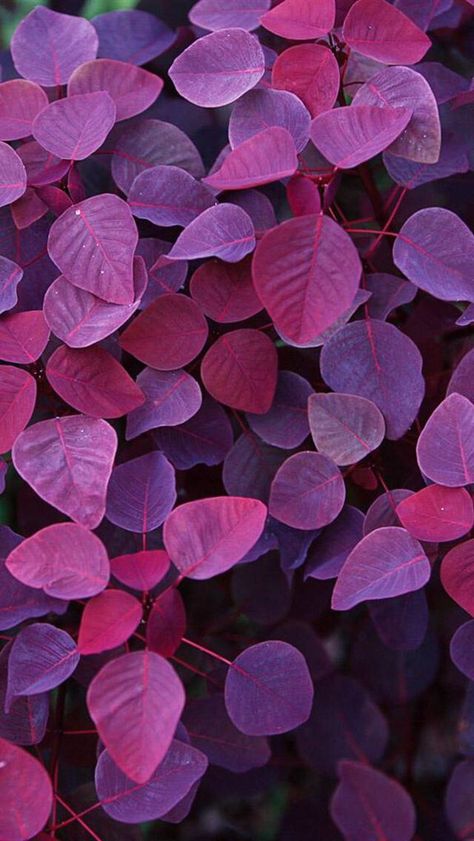 Purple Leaves Purple Leaves, Pastel Decor, Red Violet, Radiant Orchid, Wallpaper Image, All Things Purple, Purple Rain, Purple Aesthetic, Flower Backgrounds