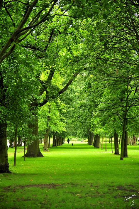 Regents Park London, Meditation Garden, Regents Park, London Park, Dslr Background Images, Green Park, London Town, London Life, Alam Yang Indah