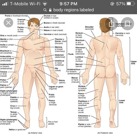 Human Body Organs Anatomy, Body Organs Diagram, Body Anatomy Organs, Human Anatomy Picture, Anatomy Pictures, Human Anatomy Chart, Human Body Diagram, Anatomy Organs, Anatomy Images