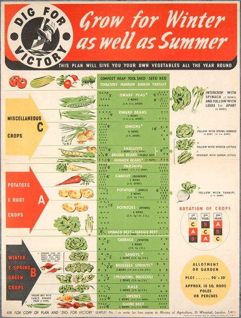 How to grow basic veggies all year round (in Britain at least) - Imgur Victory Garden Plans, Dig For Victory, Victory Garden, Winter Vegetables, Veg Garden, Food Garden, Community Gardening, Veggie Garden, Growing Food