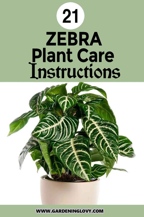 Plants Cat Safe, Zebra Plant Care, Plants Grown In Water, Tropical Trees, Plant Care Instructions, Zebra Plant, Household Plants, Plants Care, Plant Care Tips