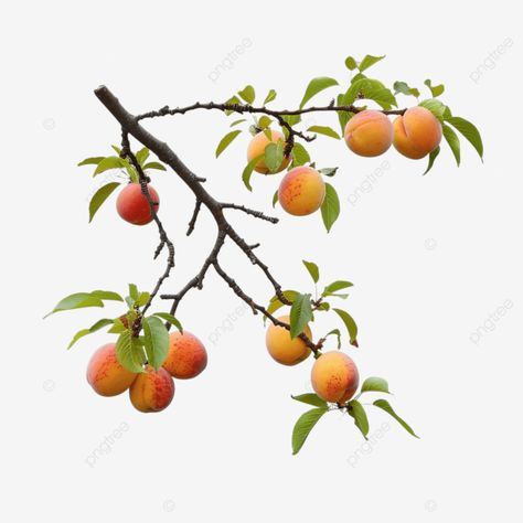 tree branch with peaches fruit tree peach png White Peach Tree, Peach Leaves, Peach Branch, Peach Items, Ar Design, Chinese Tattoo, Peach Tree, Peach Fruit, Hey Jude